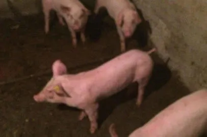 Landwirtschaft Bild 2