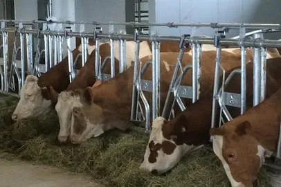 Landwirtschaft Bild 4